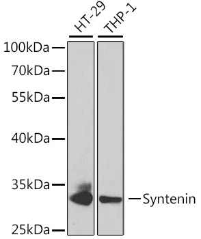 Syntenin Rabbit Polyclonal Antibody