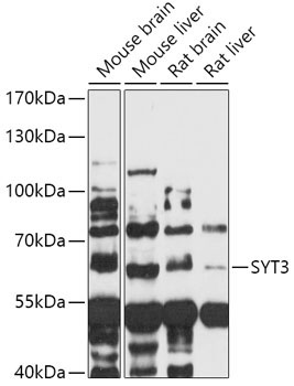 SYT3 Rabbit Polyclonal Antibody
