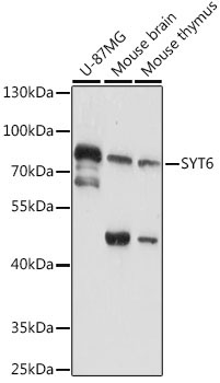 SYT6 Rabbit Polyclonal Antibody