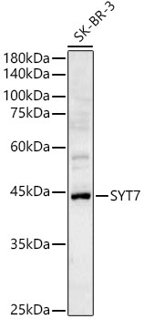SYT7 Rabbit Polyclonal Antibody