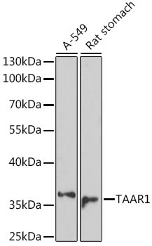 TAAR1 Rabbit Polyclonal Antibody