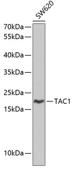 TAC1 Rabbit Polyclonal Antibody
