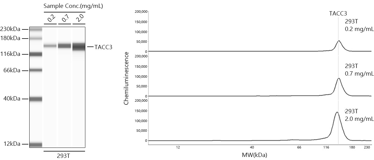 TACC3 Rabbit Monoclonal Antibody
