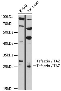 Tafazzin / TAZ Rabbit Polyclonal Antibody