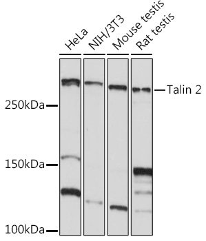 Talin 2 Rabbit Monoclonal Antibody