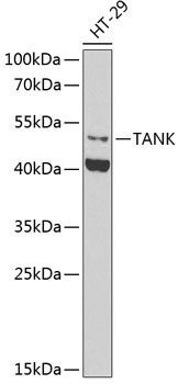 TANK Rabbit Polyclonal Antibody