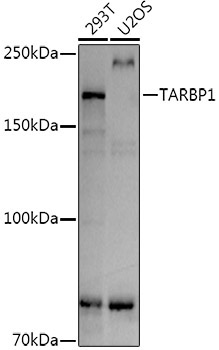 TARBP1 Rabbit Polyclonal Antibody