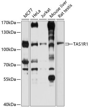 TAS1R1 Rabbit Polyclonal Antibody