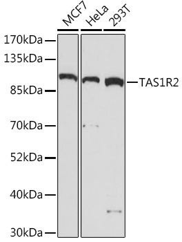 TAS1R2 Rabbit Polyclonal Antibody