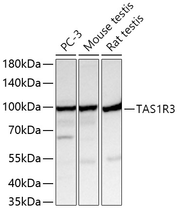 TAS1R3 Rabbit Polyclonal Antibody