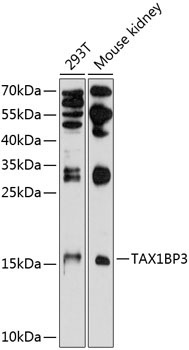 TAX1BP3 Rabbit Polyclonal Antibody
