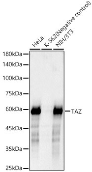 TAZ Rabbit Monoclonal Antibody