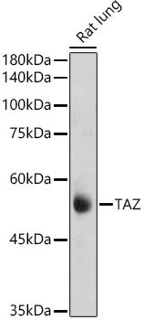 TAZ Rabbit Polyclonal Antibody - Image 4