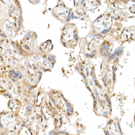 TAZ Rabbit Polyclonal Antibody - Image 5