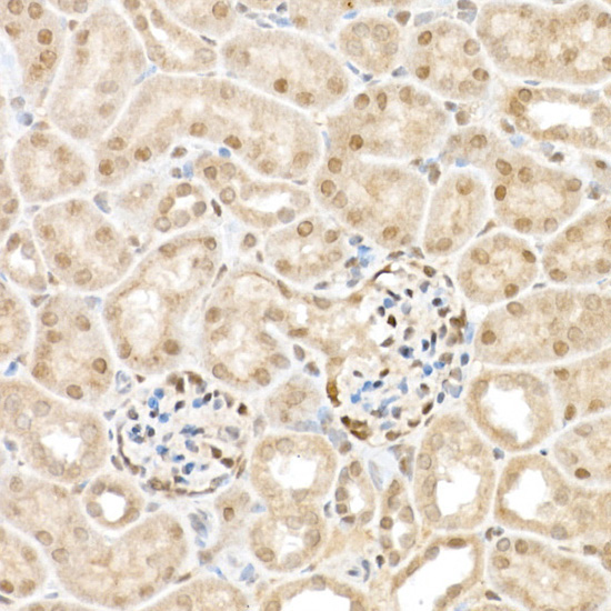 TAZ Rabbit Polyclonal Antibody - Image 6