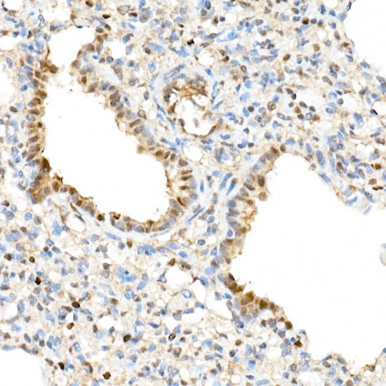 TAZ Rabbit Polyclonal Antibody - Image 7