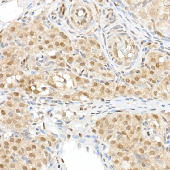 TAZ Rabbit Polyclonal Antibody - Image 8