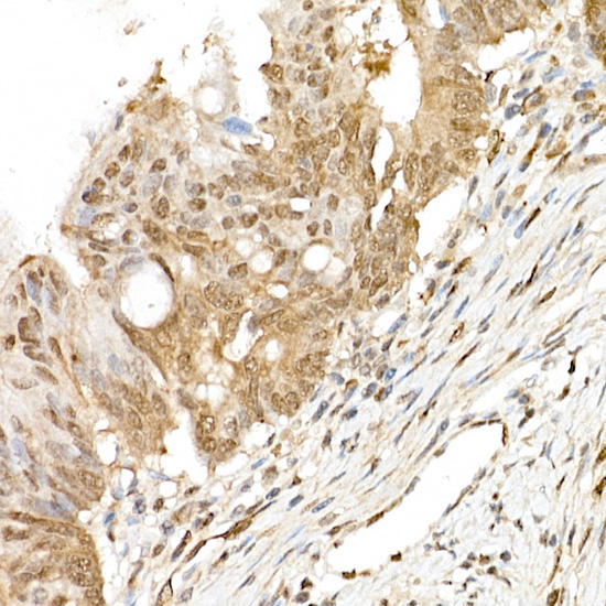 TAZ Rabbit Polyclonal Antibody - Image 9
