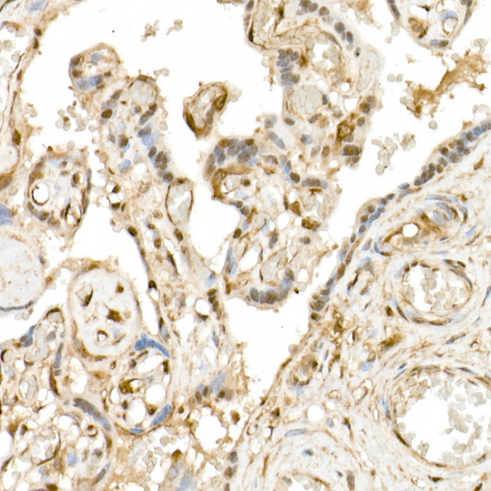 TAZ Rabbit Polyclonal Antibody - Image 10