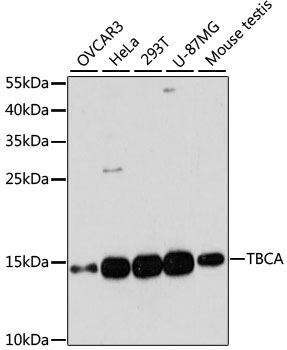 TBCA Rabbit Polyclonal Antibody