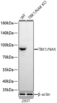 TBK1/NAK Rabbit Monoclonal Antibody - Image 2