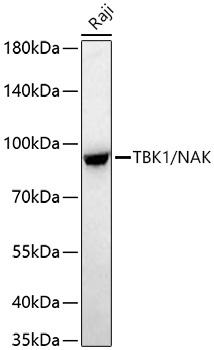 TBK1/NAK Rabbit Monoclonal Antibody - Image 3