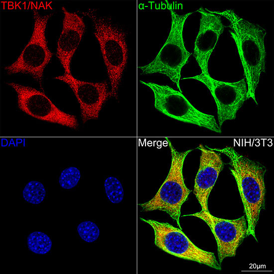 TBK1/NAK Rabbit Monoclonal Antibody - Image 8