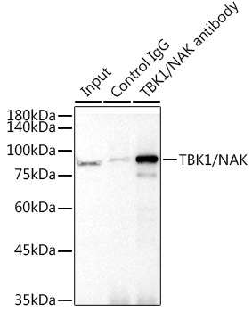 TBK1/NAK Rabbit Monoclonal Antibody - Image 9
