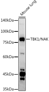 TBK1/NAK Rabbit Polyclonal Antibody