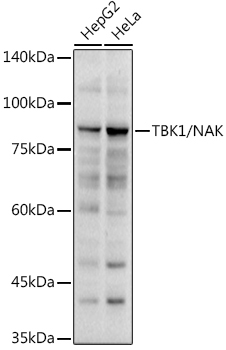 TBK1/NAK Rabbit Polyclonal Antibody - Image 2