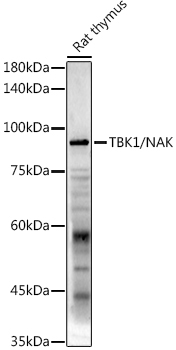 TBK1/NAK Rabbit Polyclonal Antibody - Image 3