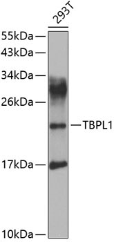 TBPL1 Rabbit Polyclonal Antibody