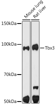 Tbx3 Rabbit Monoclonal Antibody