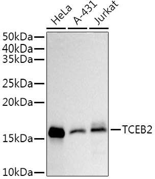 TCEB2 Rabbit Monoclonal Antibody