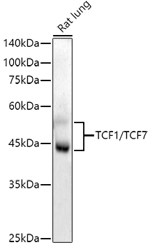 TCF1/TCF7 Rabbit Monoclonal Antibody - Image 2
