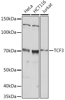 TCF3 Rabbit Polyclonal Antibody