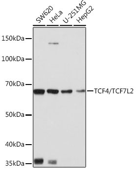 TCF4/TCF7L2 Rabbit Monoclonal Antibody