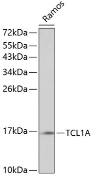 TCL1A Rabbit Polyclonal Antibody