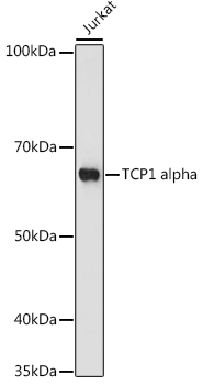 TCP1 alpha Rabbit Monoclonal Antibody