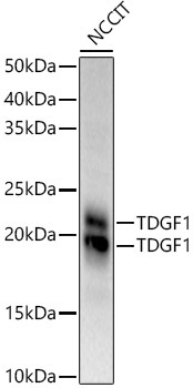 TDGF1 Rabbit Polyclonal Antibody