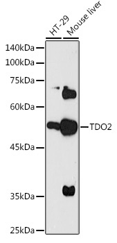 TDO2 Rabbit Polyclonal Antibody