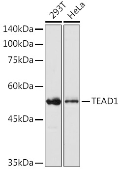 TEAD1 Rabbit Polyclonal Antibody
