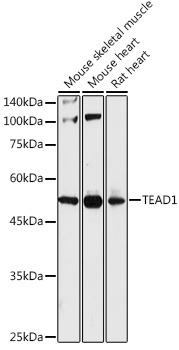 TEAD1 Rabbit Polyclonal Antibody - Image 2