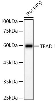TEAD1 Rabbit Polyclonal Antibody