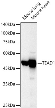 TEAD1 Rabbit Polyclonal Antibody - Image 2