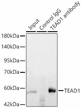 TEAD1 Rabbit Polyclonal Antibody - Image 6