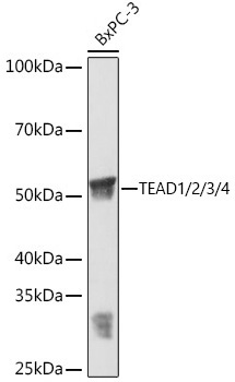 TEAD1/2/3/4 Monoclonal Antibody