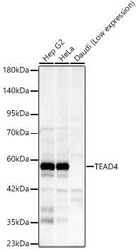 TEAD4 Rabbit Monoclonal Antibody