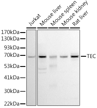 Tec Rabbit Polyclonal Antibody