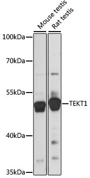 TEKT1 Rabbit Polyclonal Antibody